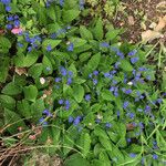 Omphalodes verna Hábito