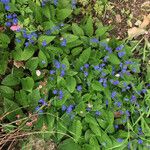 Omphalodes verna Habitat