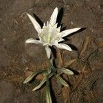 Pancratium maritimum Flor