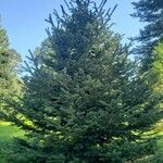 Abies nordmanniana عادت داشتن