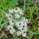 Anaphalis margaritacea Flor