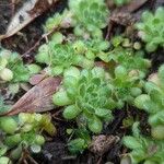 Sedum hirsutum Листок