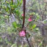 Darwinia fascicularis Flower