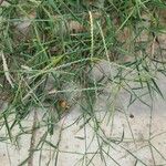 Digitaria ciliaris その他の提案