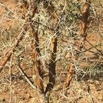 Vachellia exuvialis Habitus