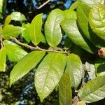 Ficus coronata Fuelha