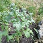 Borago officinalisBlatt