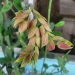 Euphorbia bracteata Leaf