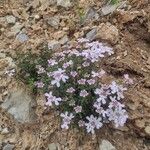 Iberis carnosa Hábito