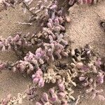 Mesembryanthemum nodiflorum Hoja