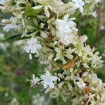 Abelia chinensis ফুল