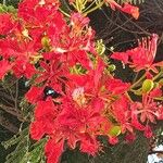 Delonix regia Blodyn