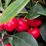 Gaultheria procumbens Frucht