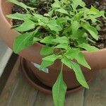 Chenopodium ficifolium Lehti