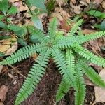 Adiantopsis radiata Лист