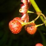 Siparuna thecaphora Fruit