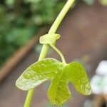 Aristolochia trilobata 叶