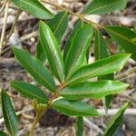 Cossinia pinnata Ліст