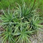 Aloe arborescens 葉