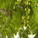 Pterocarya stenoptera Ліст