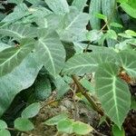 Begonia angularis Leaf