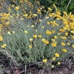 Helichrysum saxatile Hábito