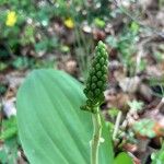 Neottia ovata Flower