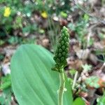 Neottia ovata Blomst