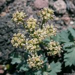 Lomatium martindalei ᱵᱟᱦᱟ