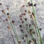 Juncus alpinoarticulatus 果實