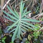 Euphorbia lathyris Blatt