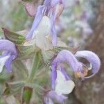 Salvia sclarea Ліст