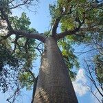 Adansonia za Fuelha