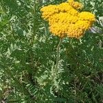 Achillea filipendulina Habitus