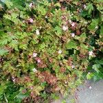 Geranium robertianum Flower