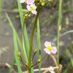 Alisma plantago-aquaticaКветка