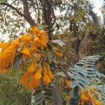 Sophora denudata Blomst