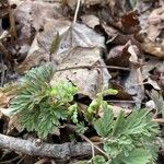 Dicentra canadensis Leaf