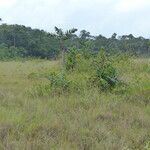 Bactris campestris Habit