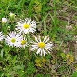 Erigeron annuus പുഷ്പം