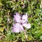 Dianthus hyssopifolius Kukka