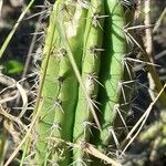 Praecereus euchlorus Feuille