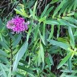 Asclepias incarnata Blad