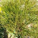 Juncus trifidus Yeri