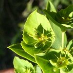 Euphorbia terracina Fleur