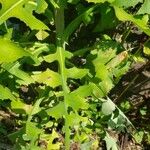 Lactuca canadensis Лист