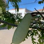 Caesalpinia pluviosa Fruit