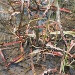 Rumex salicifolius Blad