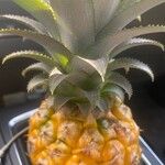 Ananas comosus Fruto