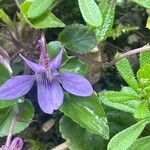 Viola reichenbachiana Blodyn